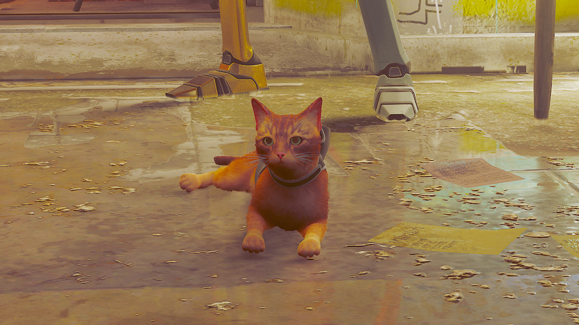 Meilleurs paramètres errants : protagoniste du chat assis sur un sol en béton
