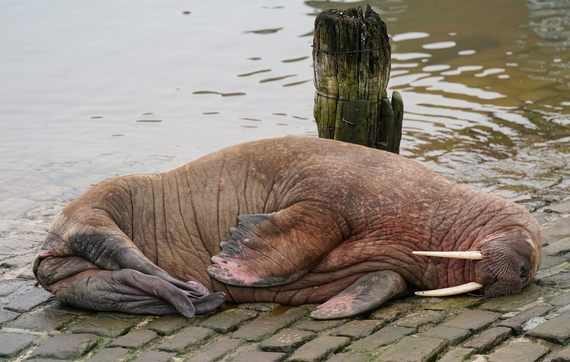 Le tristement célèbre morse Thor a déjà été ajouté à "Duke Smoochem 3D"