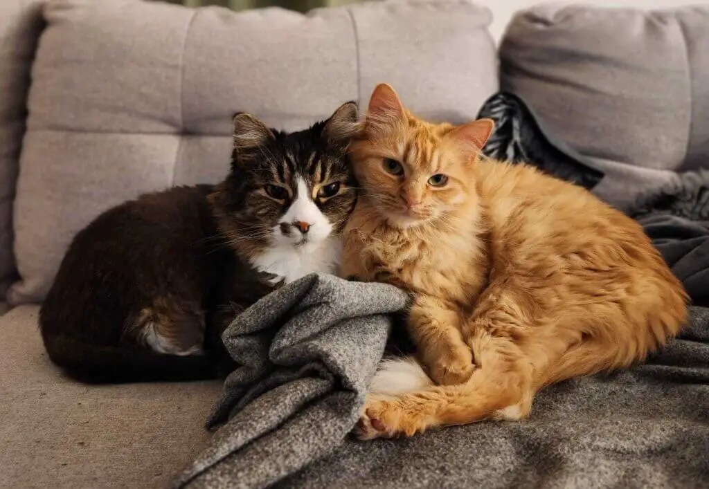 Los gatos de la diseñadora senior de combate Aviva Schecterson: Asher (14 años y 12 libras) y Pepita (2 años y 7 libras).