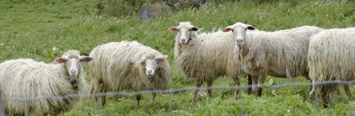 Sólo ovejas.